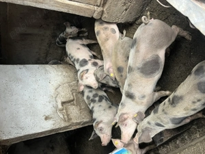 Grăsuni de vânzare 50-60kg 600-1000 de lei castrati deparazitati - imagine 2