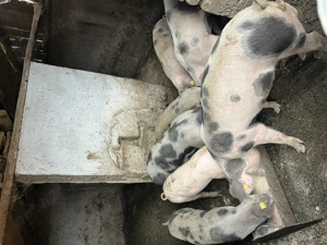 Grăsuni de vânzare 50-60kg 600-1000 de lei castrati deparazitati - imagine 3