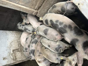 Grăsuni de vânzare 50-60kg 600-1000 de lei castrati deparazitati - imagine 4