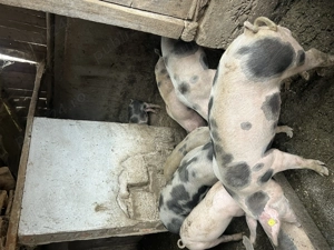 Grăsuni de vânzare 50-60kg 600-1000 de lei castrati deparazitati