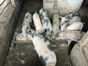 Grăsuni de vânzare 50-60kg 600-1000 de lei castrati deparazitati - imagine 5