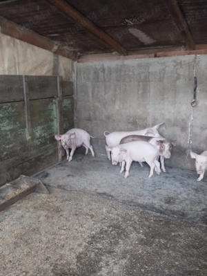 Vand 5 purcei sanatosi - imagine 3