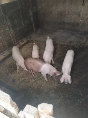 Vand 5 purcei sanatosi - imagine 2