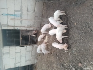 Purcei Landrace - imagine 4