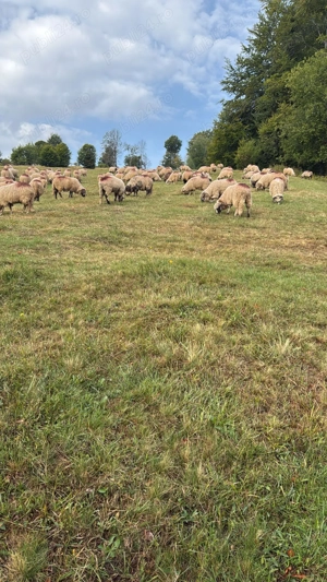 Vand 50 de oi sau schimb pe vaci