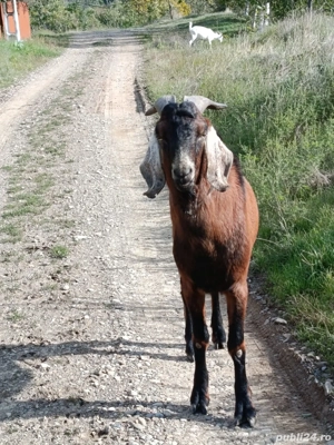 Vând țap Anglo-nubian