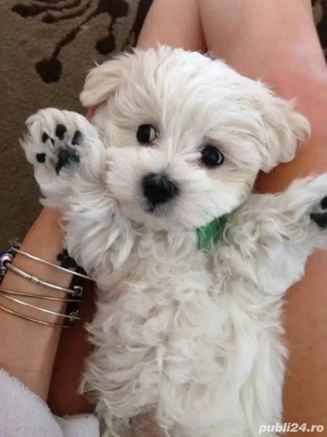 Vand bishon miny toy baietel 6 saptamani vaccinat si deparazitat cu carnet de sanatate