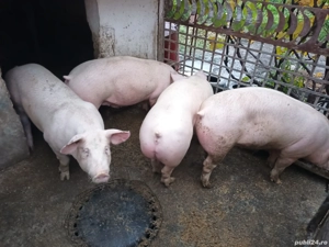 Vand porci calitatea 1