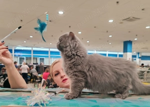 Pisici british longhair blue