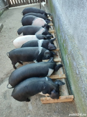 Vand purcei Bazna 6 saptamani  - imagine 3 Vand purcei Bazna 6 saptamani  - imagine 3