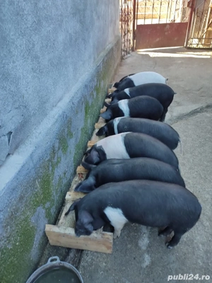 Vand purcei Bazna 6 saptamani  - imagine 2 Vand purcei Bazna 6 saptamani  - imagine 2