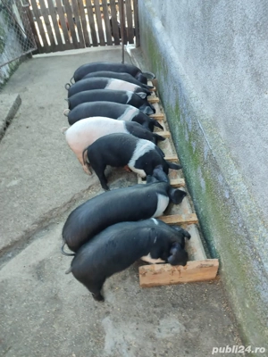 Vand purcei Bazna 6 saptamani 