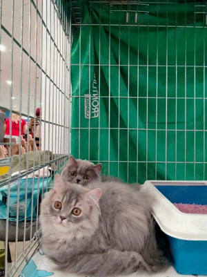 British Longhair Blue