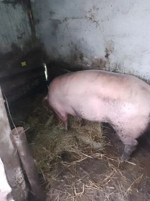 Vând scroafa landras - imagine 2