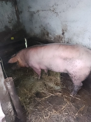 Vând scroafa landras - imagine 3