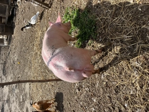 Pietrain belgian  - imagine 2