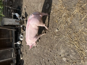 Pietrain belgian  - imagine 3