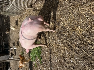 Pietrain belgian  - imagine 4