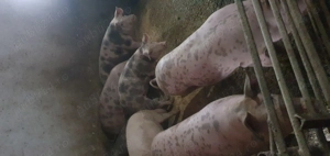 Vând porci grași mai multe informații la telafon sau  - imagine 2