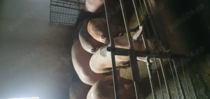 Vând porci grași mai multe informații la telafon sau 