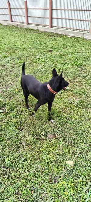 Femela metis pentru adopție