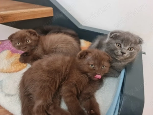 Pisici Scotish Fold - imagine 2