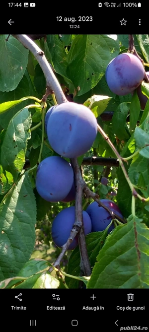 Țuică de prune  - imagine 3