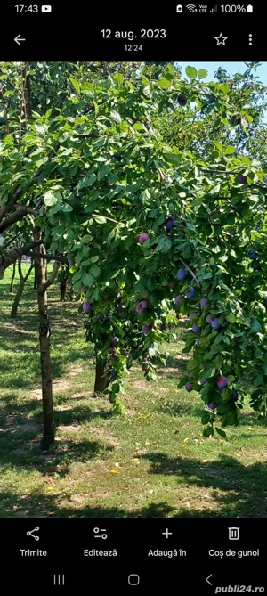 Țuică de prune  - imagine 5