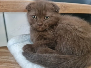 Pisici Scotish Fold - imagine 4