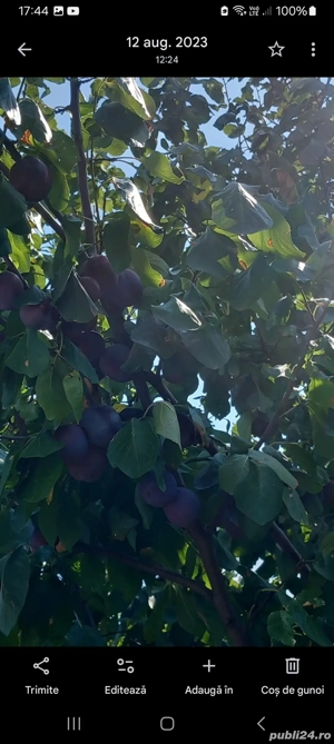 Țuică de prune  - imagine 2