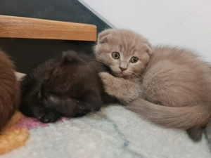 Pisici Scotish Fold - imagine 5