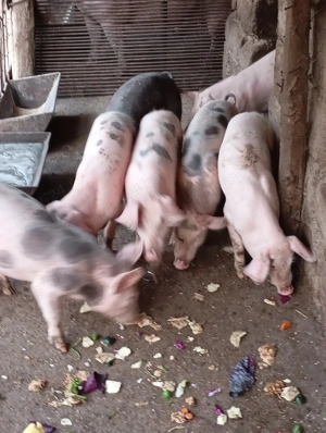 Grasuni de vănzare - imagine 2