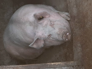 Porc 427 kg