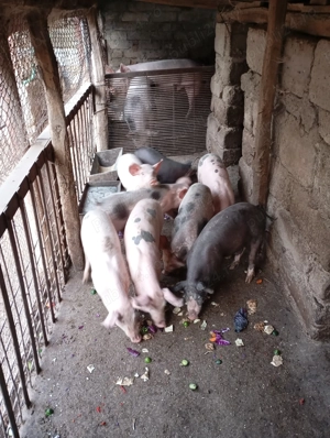 Grasuni de vănzare - imagine 5