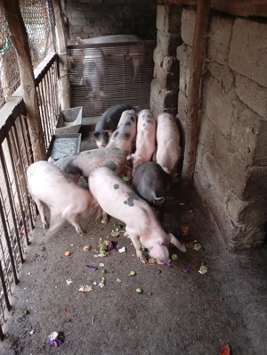 Grasuni de vănzare - imagine 4