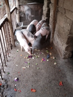 Grasuni de vănzare - imagine 3