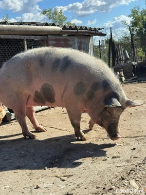 Porc de vanzare - imagine 2