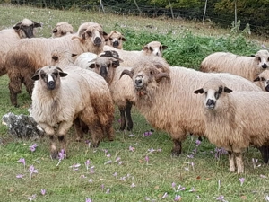 Berbeci de vânzare  - imagine 4 Berbeci de vânzare  - imagine 4