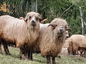 Berbeci de vânzare  - imagine 2 Berbeci de vânzare  - imagine 2