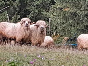 Berbeci de vânzare  - imagine 5 Berbeci de vânzare  - imagine 5