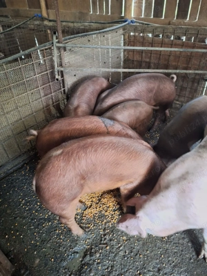 Vand porci rasa duroc - imagine 2 Vand porci rasa duroc - imagine 2