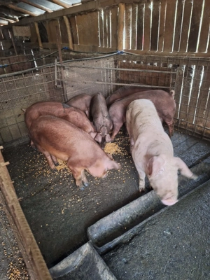 Vand porci rasa duroc - imagine 3 Vand porci rasa duroc - imagine 3