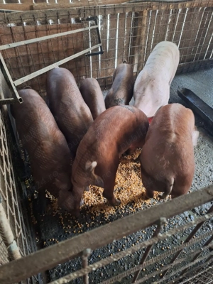 Vand porci rasa duroc