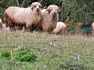 Berbeci de vânzare  - imagine 3 Berbeci de vânzare  - imagine 3