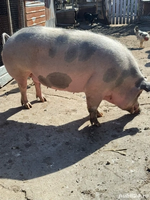 Porc de vanzare - imagine 3
