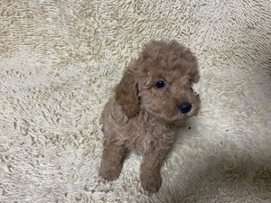 Cățeluși Puddel  - imagine 4