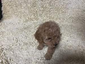 Cățeluși Puddel  - imagine 3