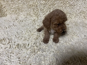 Cățeluși Puddel  - imagine 5