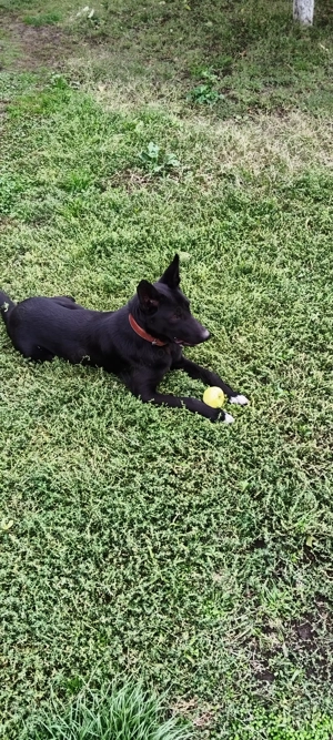 Cățelușa pentru adoptie - imagine 5