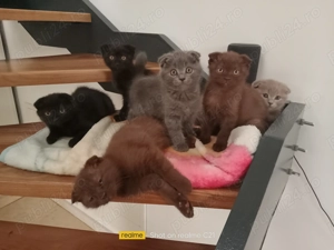 Pisoiași Scotish Fold - imagine 2